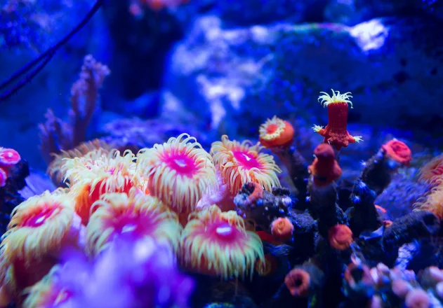 Banda Sea Liveaboard Packing List